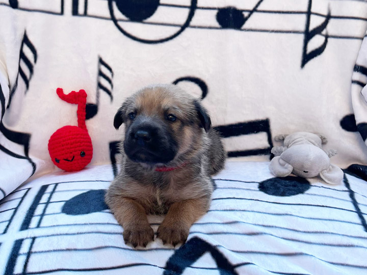 chinook puppy